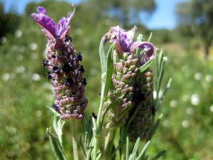 Lavandula stoechas coltivazione