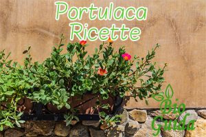 Portulaca ricette