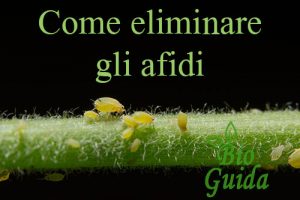 Come eliminare gli afidi