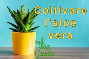 Aloe vera come coltivarla in casa