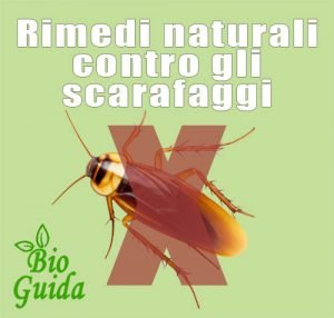 come eliminare gli scarafaggi in modo naturale